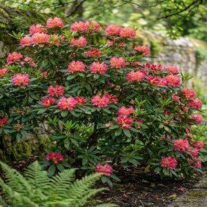 Rhododendron ‘Golden Gate’