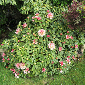 Rhododendron ‘Golden Torch’