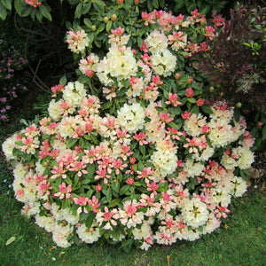 Rhododendron ‘Golden Torch’