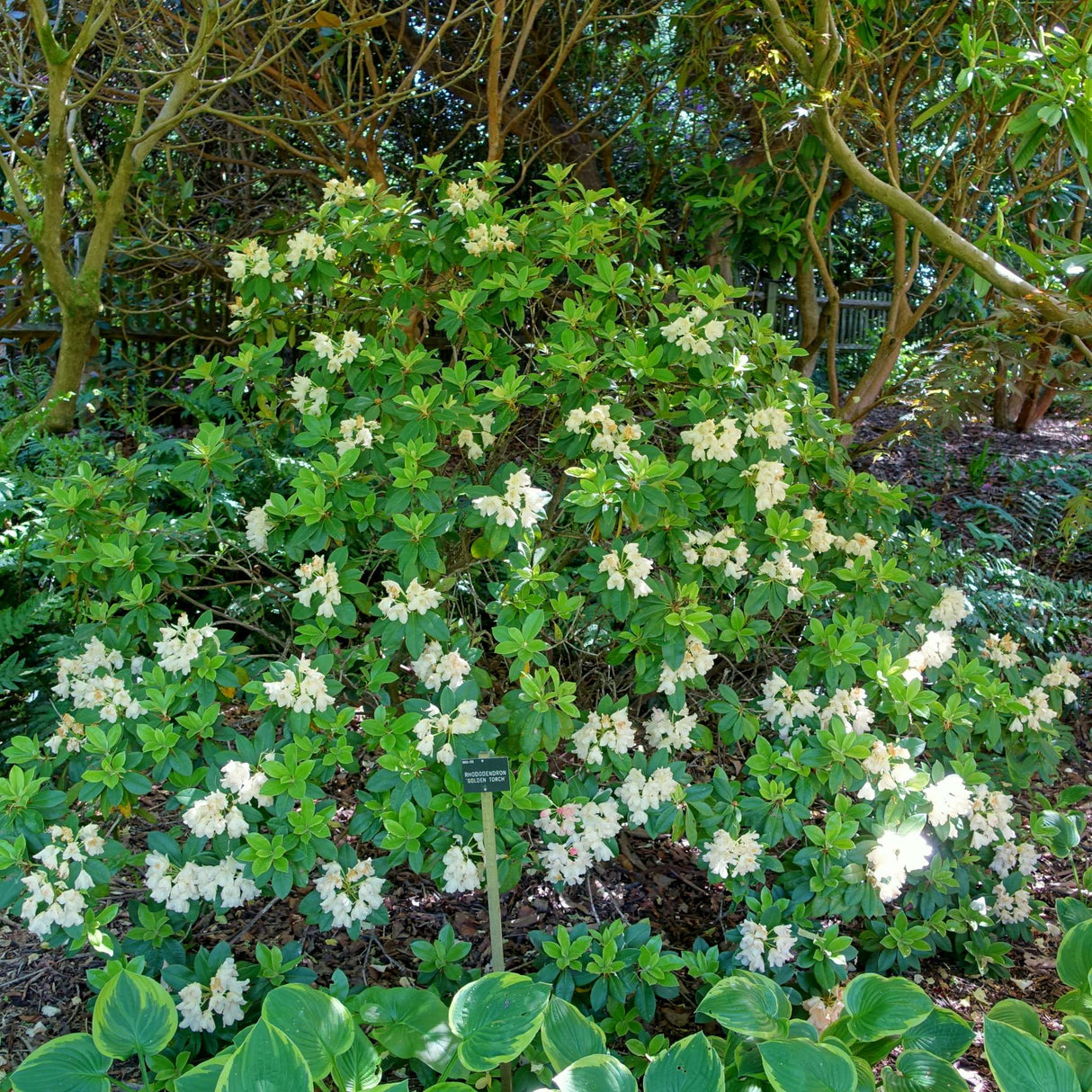 Rhododendron ‘Golden Torch’