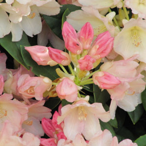 Rhododendron ‘Golden Torch’