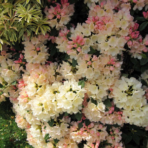 Rhododendron ‘Golden Torch’