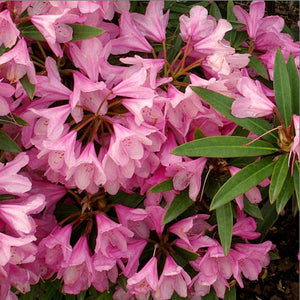 Rhododendron ‘Graziella’