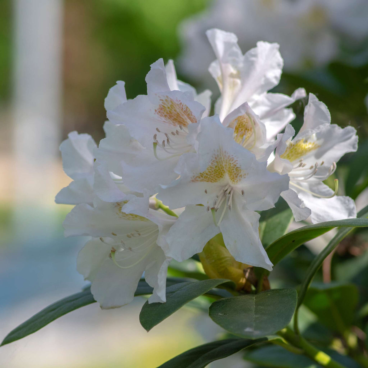 Rhododendron ‘Madame Masson’