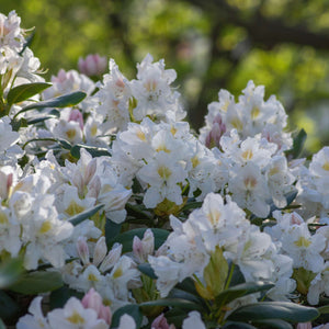 Rhododendron ‘Madame Masson’