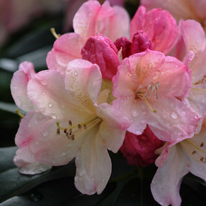 Rhododendron ‘Percy Wiseman’