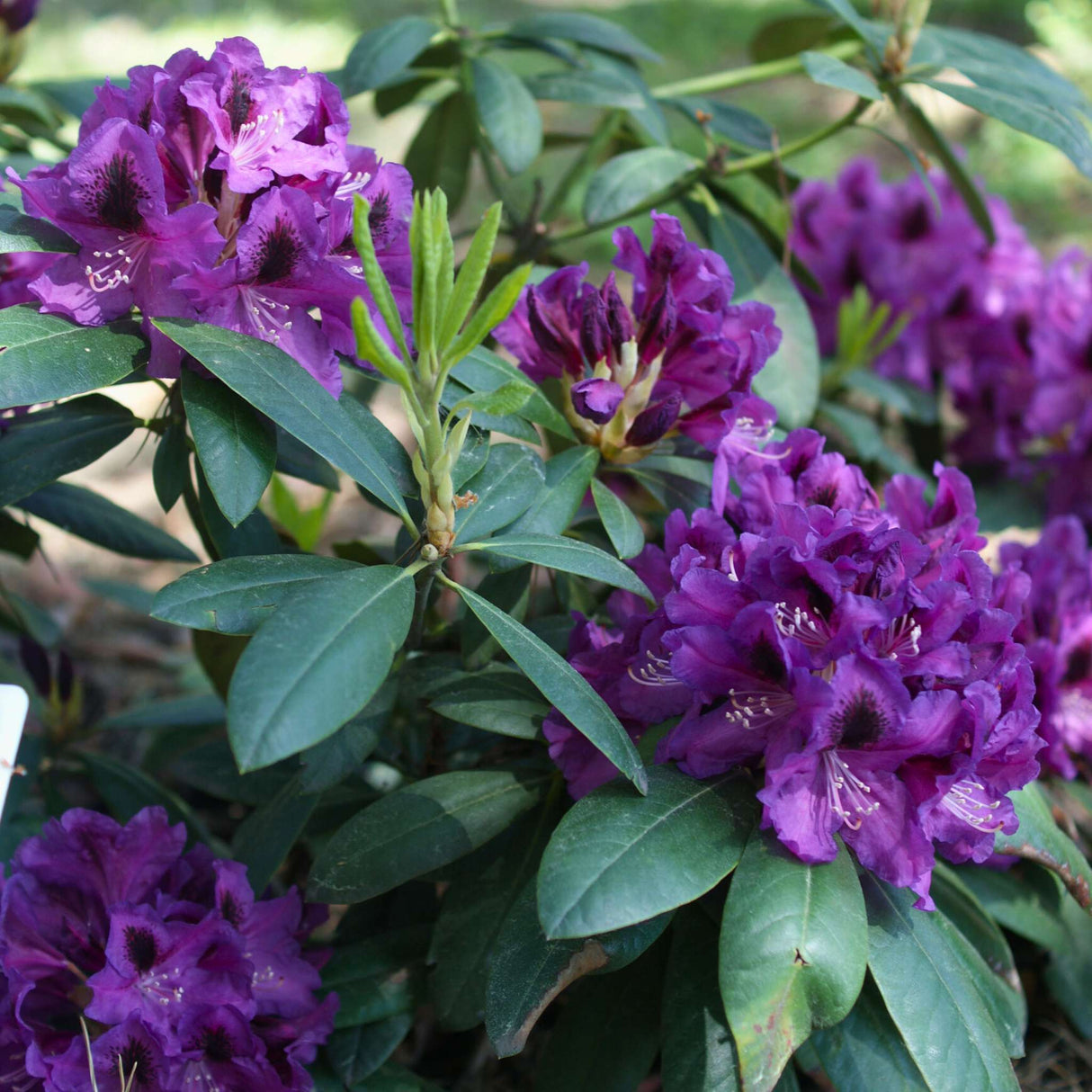 Rhododendron ‘Rasputin’