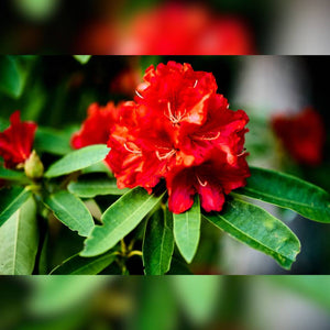 Rhododendron ‘Wilgen’s Ruby’