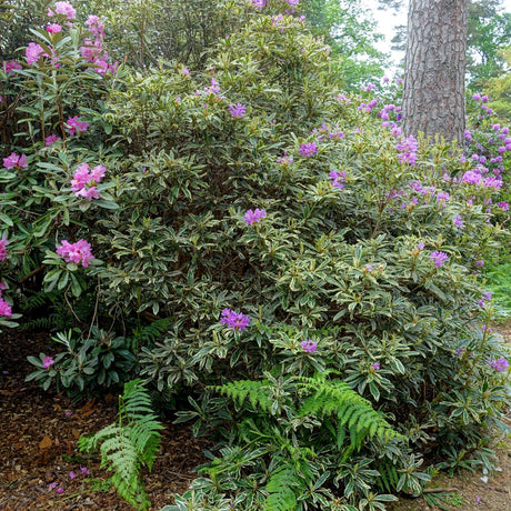 Rhododendron ponticum ‘Variegatum’