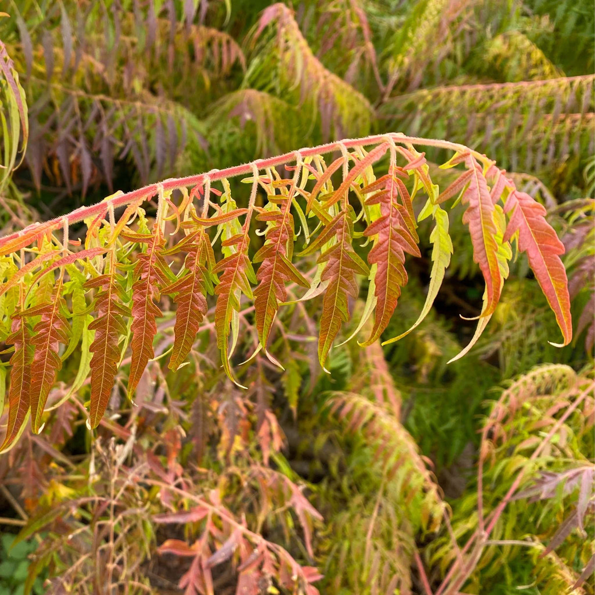 Rhus typhina ‘Dissecta’