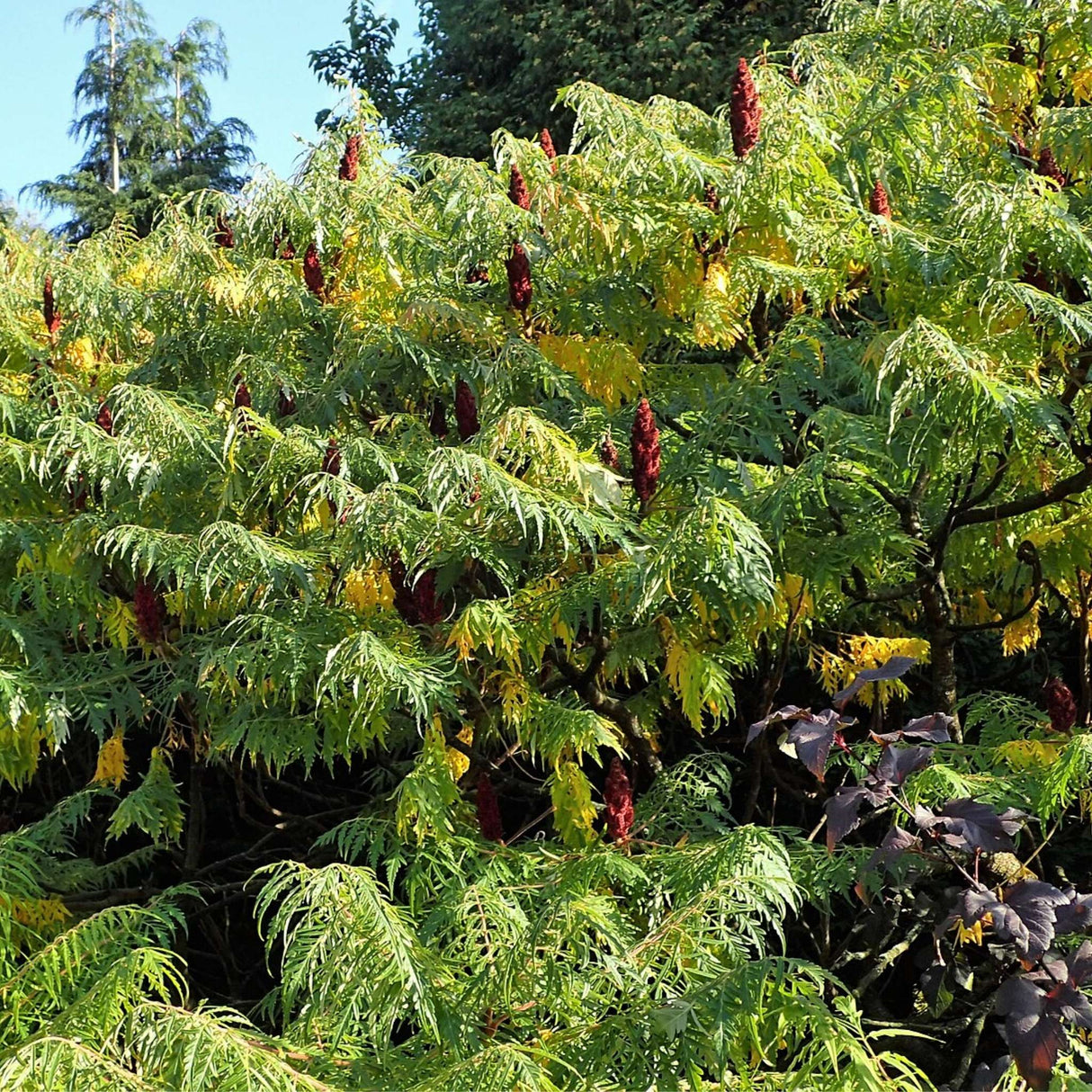 Rhus typhina ‘Dissecta’