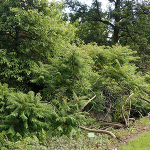 Rhus typhina ‘Dissecta’