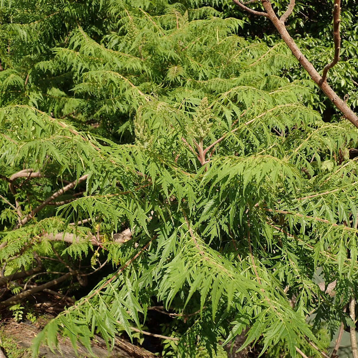 Rhus typhina ‘Dissecta’
