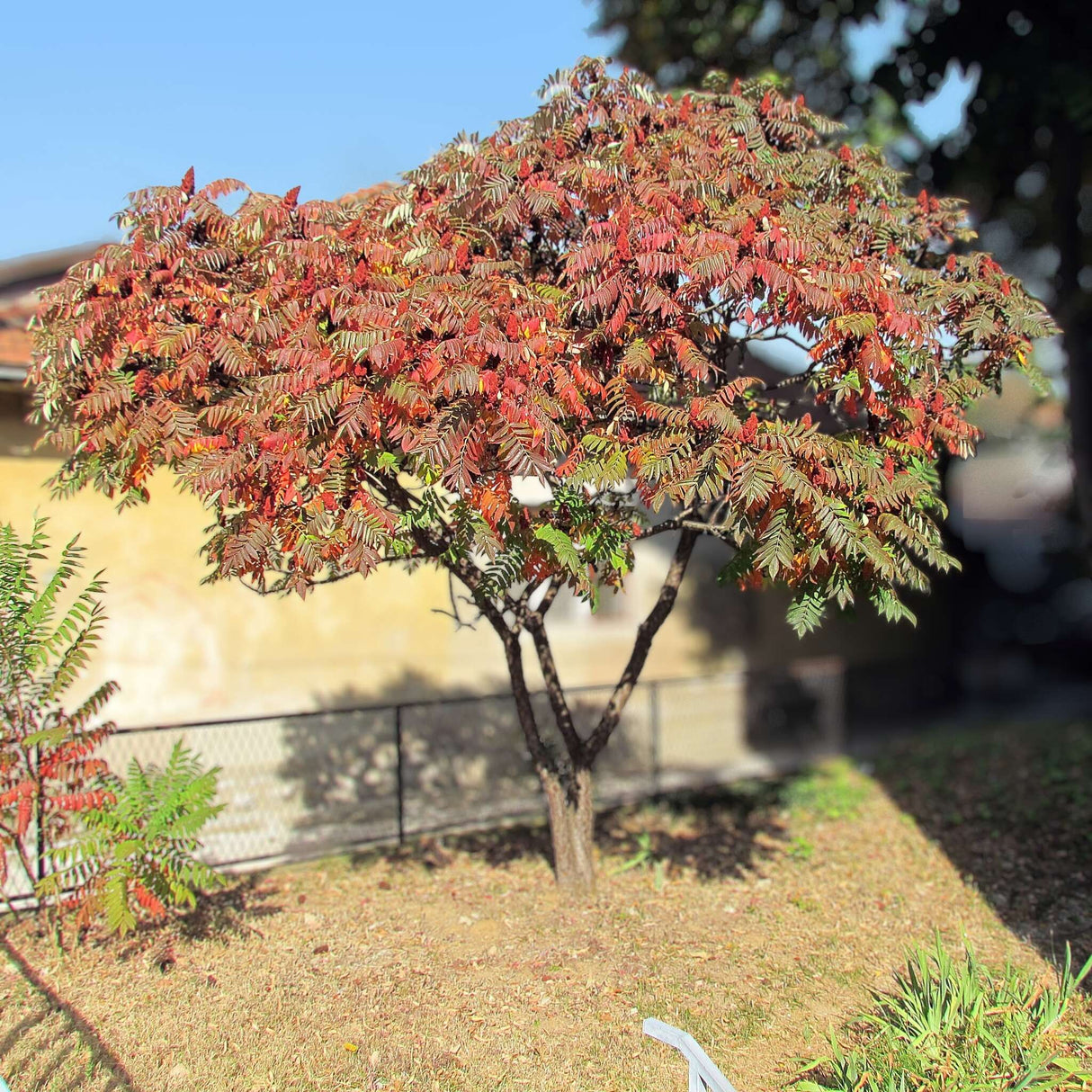 Rhus typhina