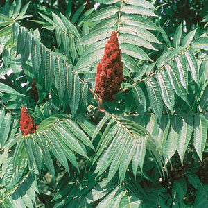 Rhus typhina