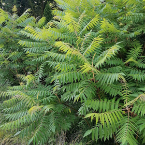 Rhus typhina