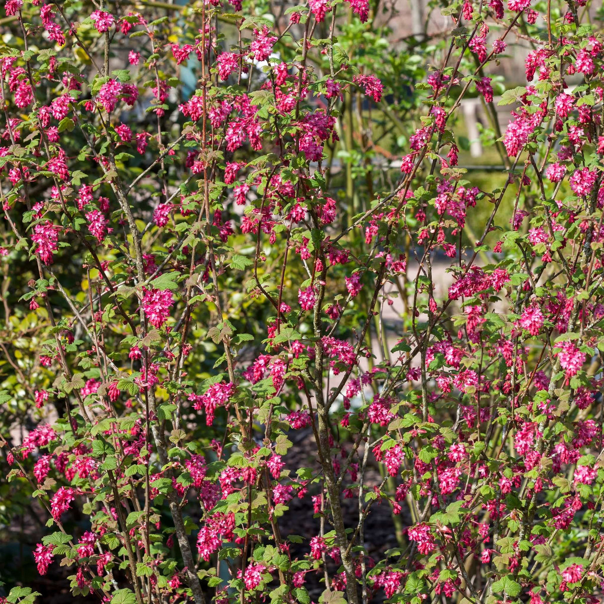 Ribes sanguineum ‘King Edward VII’