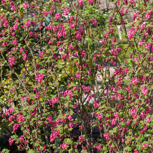 Ribes sanguineum ‘King Edward VII’