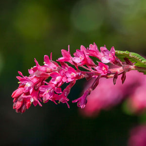 Ribes sanguineum ‘King Edward VII’