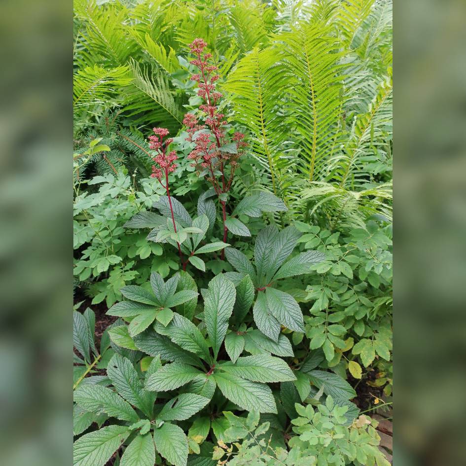 Rodgersia ‘Bronze Peacock’