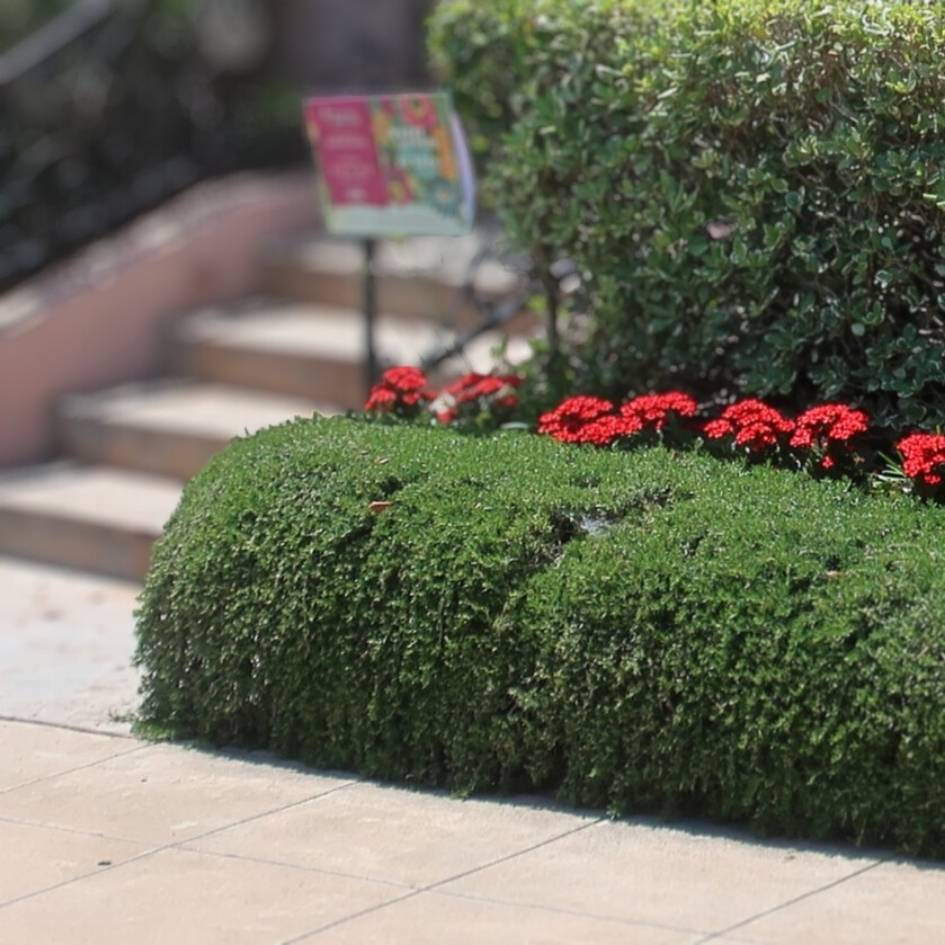 Rosmarinus officinalis var. prostratus