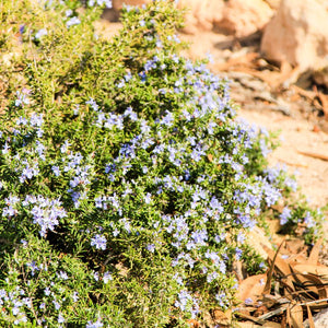 Rosmarinus officinalis var. prostratus