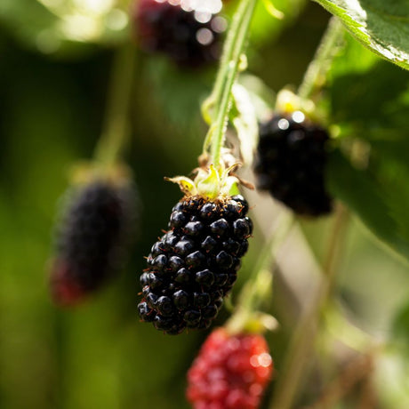 Rubus fruticosus ‘Thornless Evergreen’