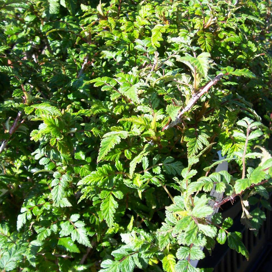 Rubus thibetanus ‘Silver Fern’