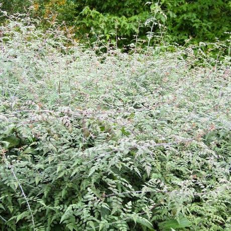Rubus thibetanus ‘Silver Fern’