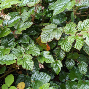 Rubus tricolor