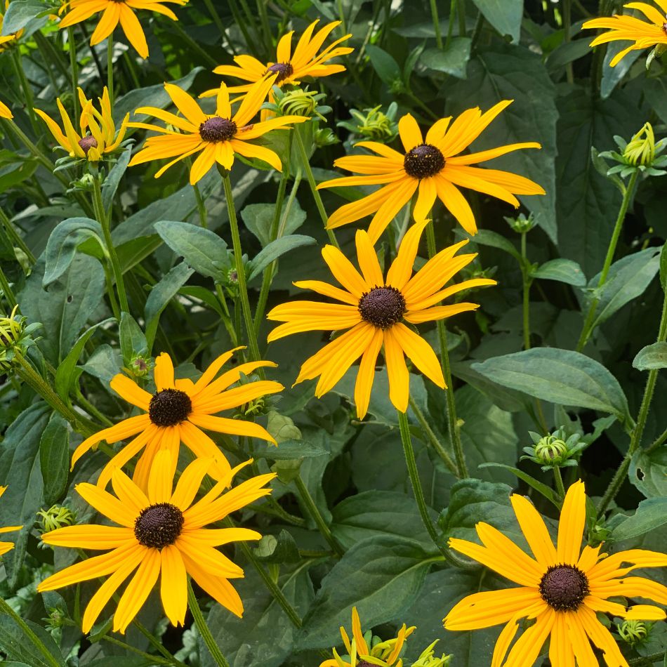 Rudbeckia fulgida var. deamii