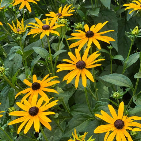 Rudbeckia fulgida var. deamii