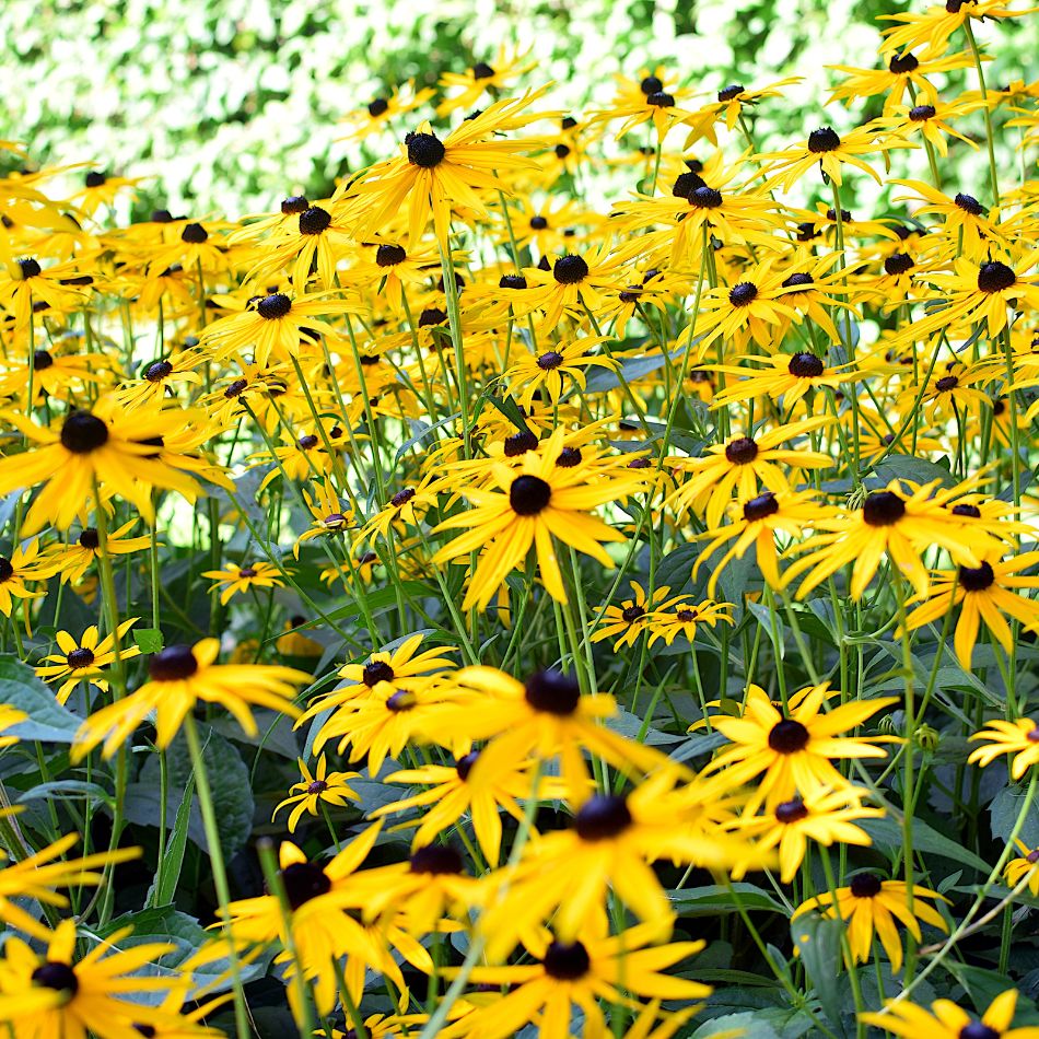 Rudbeckia fulgida var. deamii