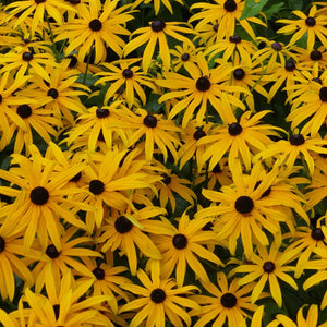 Rudbeckia fulgida var. deamii