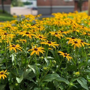 Rudbeckia fulgida ‘City Garden’