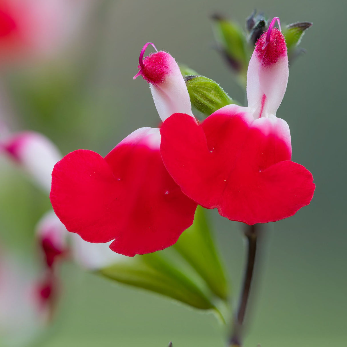 Salvia microphylla ‘Hot Lips’