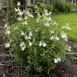 Salvia ‘Mirage White’