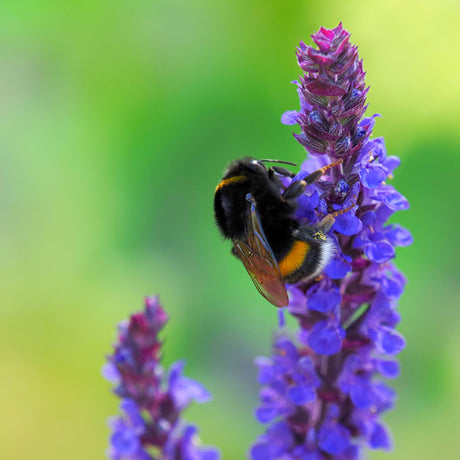 Salvia nemorosa ‘Caradonna’