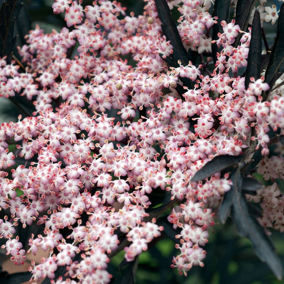 Sambucus nigra ‘Black Lace’