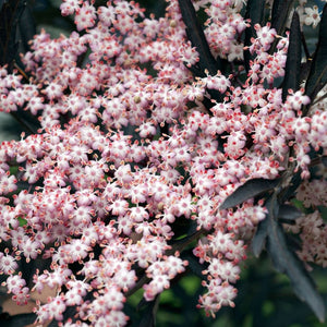Sambucus nigra ‘Black Lace’