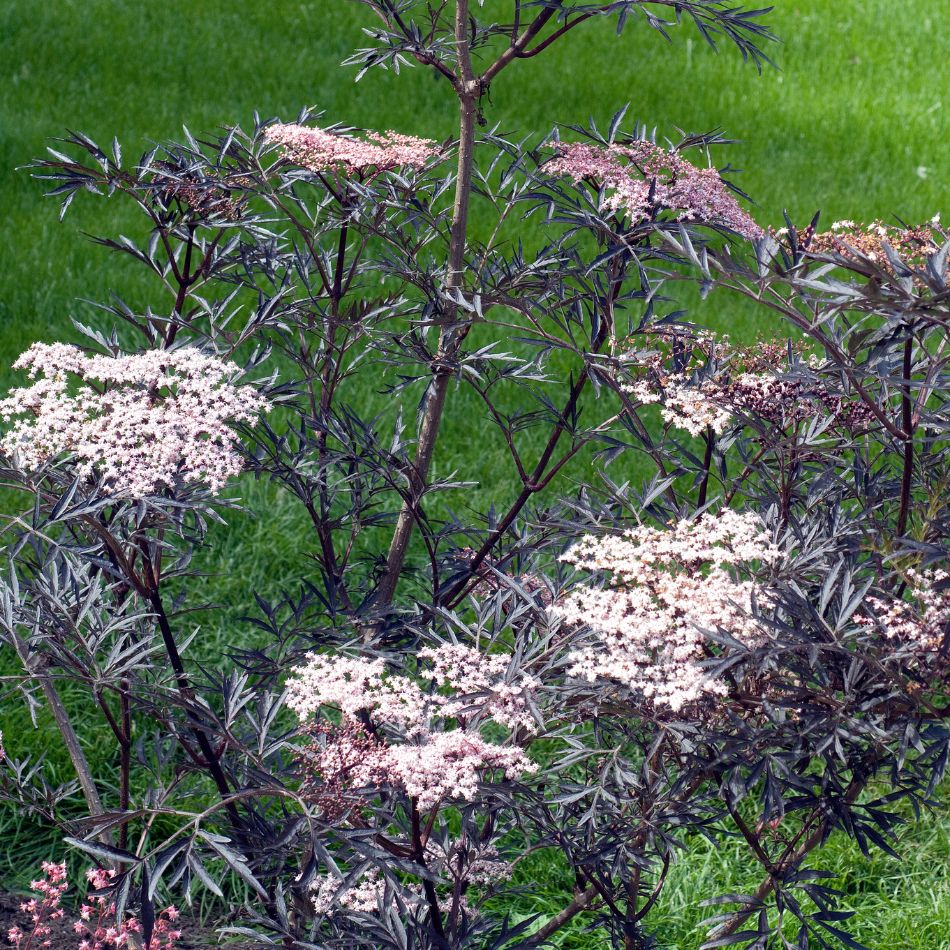 Sambucus nigra ‘Black Lace’