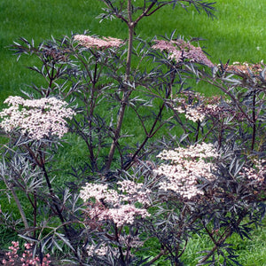 Sambucus nigra ‘Black Lace’