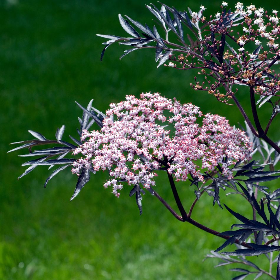 Sambucus nigra ‘Black Lace’