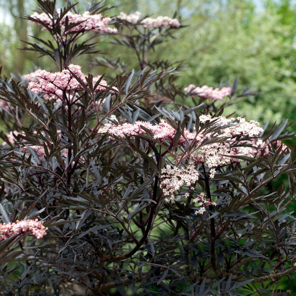 Sambucus nigra ‘Black Lace’