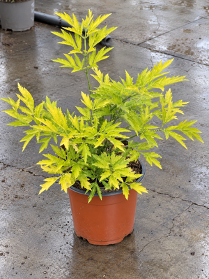 Sambucus racemosa ‘Sutherland Gold’