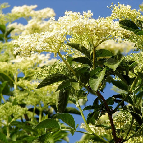 Sambucus nigra ‘Korsor’