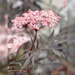 Sambucus nigra ‘Black Lace’