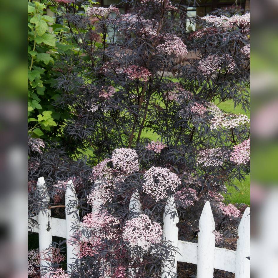 Sambucus nigra ‘Black Lace’