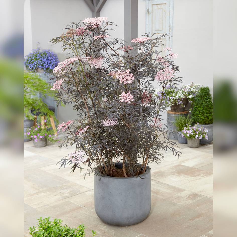 Sambucus nigra ‘Black Lace’