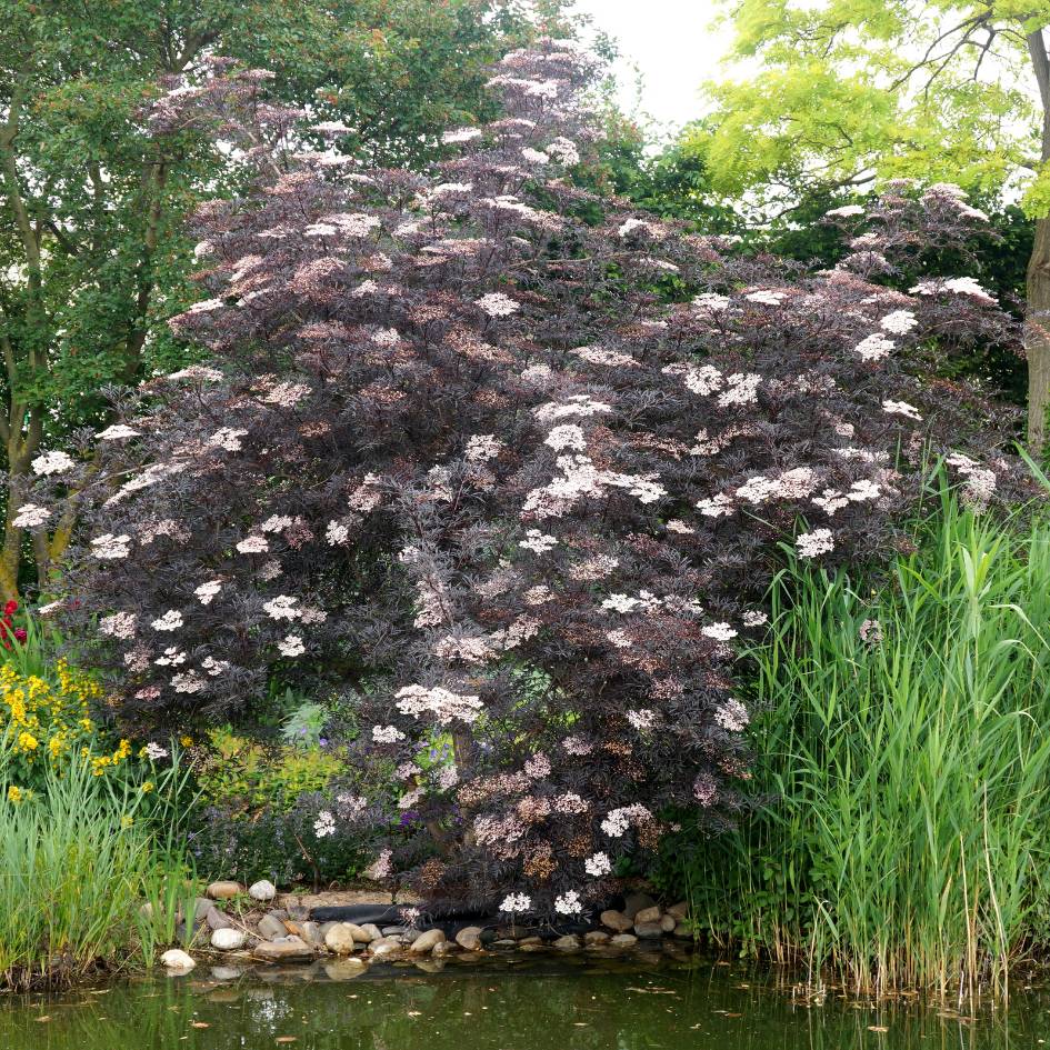 Sambucus nigra ‘Black Lace’